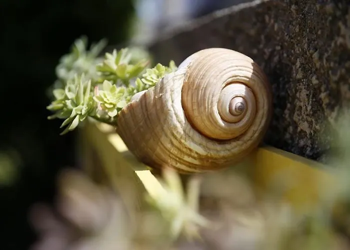 公寓 Ferara 沃迪切